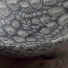 Design ceramic countertop washbasin made in Italy Animals Viadurini